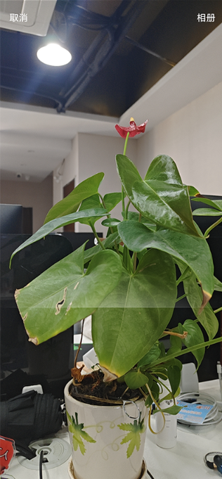 学习强国app官方最新版本