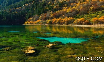 四川观察手机客户端(电视直播)